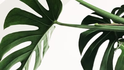 The Ultimate Guide to Mobile Printing: Best Apps and Printer Compatibility