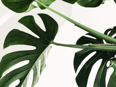 The Ultimate Guide to Mobile Printing: Best Apps and Printer Compatibility